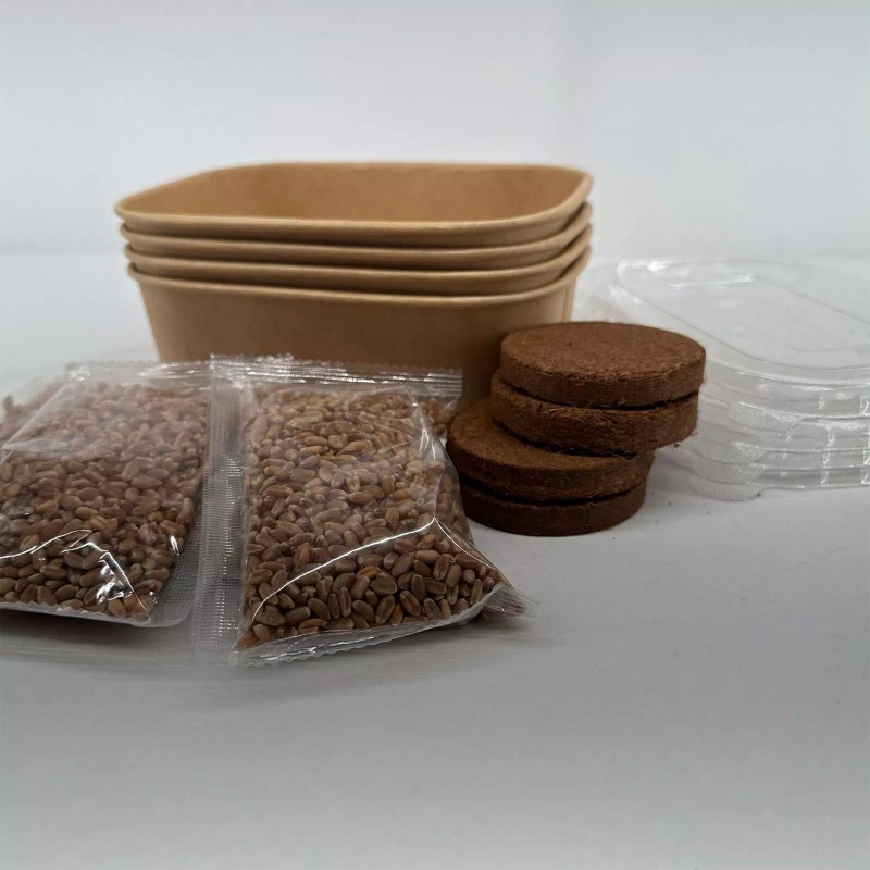 Organic Wheatgrass Premium Grow Kit 4 Pack | Whetagrass Juice