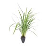 Emerald Goddess Liriope Muscari - 10 Live Plants - Drought