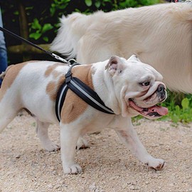 Ferplast Harness for Medium-Sized Dogs AGILA REFLEX 4 Soft Padded Dog Harness, Quick Release and Attachment System, Chest Size 44-52 cm. Black