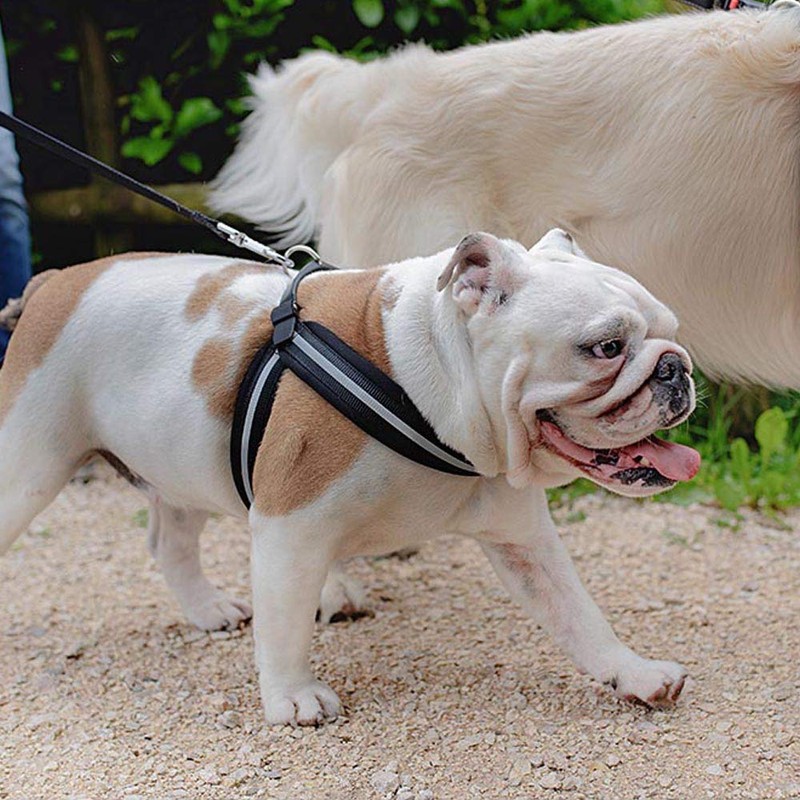 Ferplast Harness for Medium-Sized Dogs AGILA REFLEX 4 Soft Padded