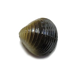 Behr Trendex Carp Clam Black One Size