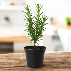 Rosemary Live Plant (Romero/Rosmarinus Officinalis) – 5 to 7 Inches Tall, Rooted in 2-Inch Pot - Evergreen Herb with Fragrant Needle-Like Leaves