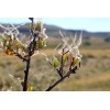 CZ Grain 10 Mountain Mahogany Bush Seeds Cercocarpus betuloides