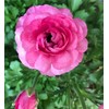 Garden Plant Seed Flower Seed 100+ Mixed Color Flowers Ranunculus
