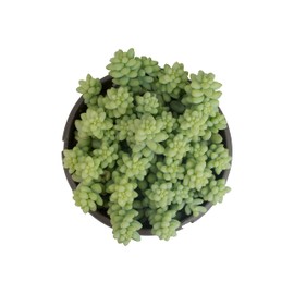 Plants for Pets 6" Sedum Burrito, Burros Tail Succulent Plants Live Succulent, Sedum Plants Live Succulents Plants Live Houseplants Live Indoor Plants Live Plants Indoor House Plants Indoors Live by Plants for Pets