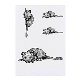 Azeeda 4 x 'Ratte Die Sich Hinlegt' Temporäre Tattoos - Wasserfest, Hautfreundlich & Ungiftig · Transfers in Verschiedenen Größen (TO00014797)
