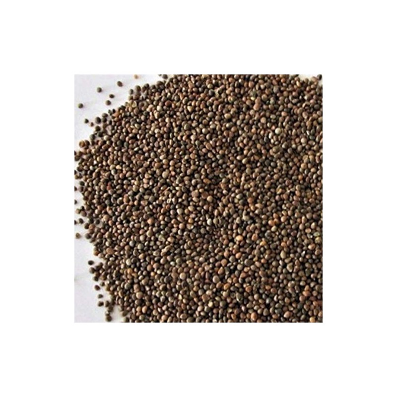 Plum Dragon Zi Su Zi, Perilla - Traditional Chinese Herb
