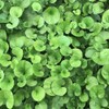 Dichondra Repens Grass Seeds - 1 Pound