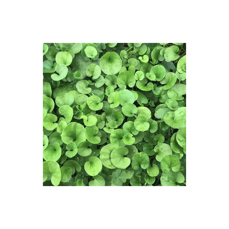 Dichondra Repens Grass Seeds - 1 Pound