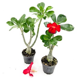 ragnaroc Live Succulents – Adenium Obesum Desert Rose 6-10” tall in 4” pot - 2ct - Color when flowering may be Pink or Red, Bonsai Caudex - Live Arrival Guaranteed - House Plants for Home Decor & Gift