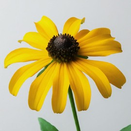 Yellow Coneflower Seeds - Ratibida pinnata, Non-GMO, 100+ Seeds, Native Perennial Wildflower for Pollinator Gardens