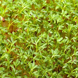 Curled Cress Seeds - 1 Oz - Non-GMO, Heirloom, Sprouting Seeds for Growing Microgreens, Gardening Baby Salad Greens (AKA: Peppergrass)