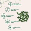 Micro Ingredients Chlorophyll 3,000mg Equivalent, 240 Veggie Capsules