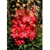 RAISE ME UP: Seeds Red Lark Larkspur Giant Delphinium Annual