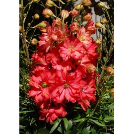 RAISE ME UP: Seeds Red Lark Larkspur Giant Delphinium Annual Flowers