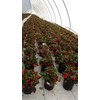 Gaultheria procumbens (Wintergreen) Evergreen, white flowers with red fruit, #1