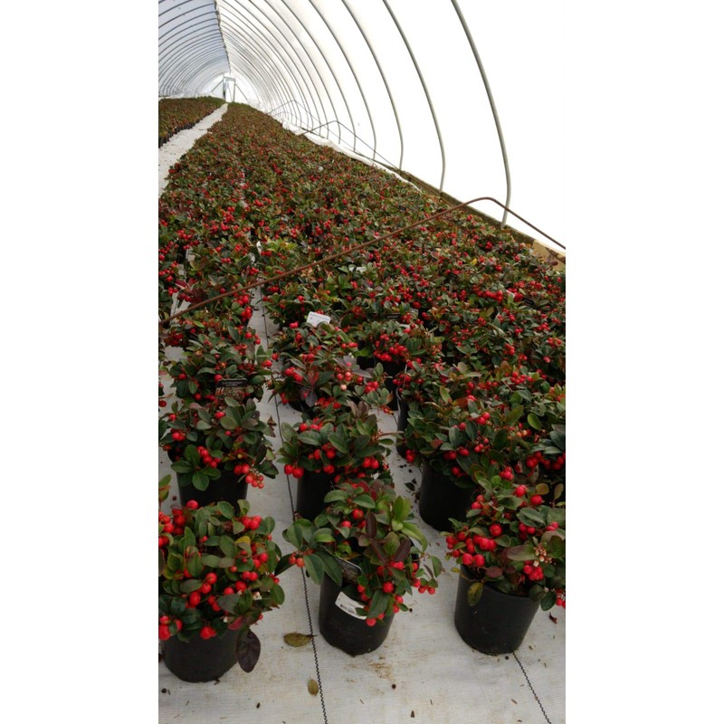 Gaultheria procumbens (Wintergreen) Evergreen, white flowers with red fruit, #1