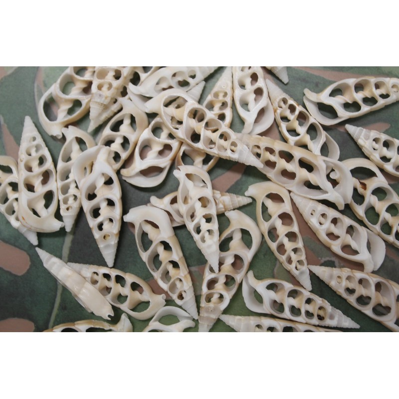 10pc Natural Cerithium Vertagus Seashells, Sliced Cut, 1.5-2 inch, White