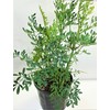 botanica las americas ruda rue Full Plant with Root, GREEN