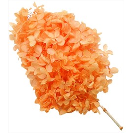 Daichi Farm DO001510-361 Preserved Flowers, Soft Pyramid Hydrangea Head, Julian Orange, Approximately 2 Wheels (0.2 - 0.5 oz (7 - 15 g)