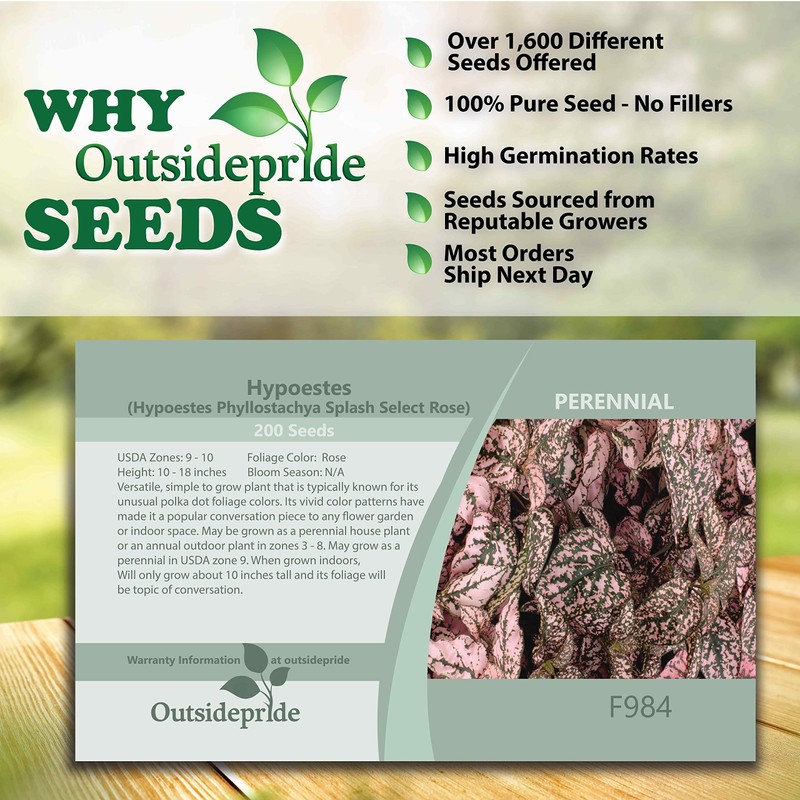 Outsidepride 50 Seeds Perennial Rose Hypoestes Flower Seeds for Planting