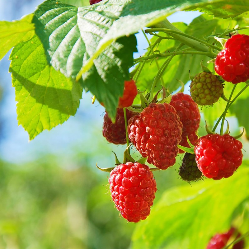 Raspberry Leaf Infusion (50g, 1.8oz), Raspberry Leaf Tea, Cut Raspberry