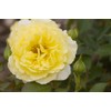 Green Promise Farms Rosa Submarine` (Shrub) Rose, 2 Size Container,
