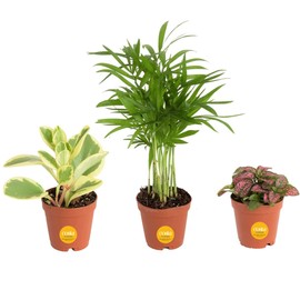 Costa Farms Mini Live Indoor Plants 2in Nursery Pot Easy to Grow Houseplant (3 Pack) 4-Inches Tall, Grower's Choice, Home Décor or DIY Gift