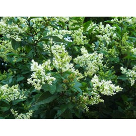 Ligustrum Curled Leaf Privet | 20 Live Plants | Ligustrum Japonicum 'Recurvifolium' | Ornamental Shrub | Privacy Hedge Plants