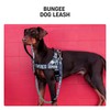 DF Co. Bungee Dog Leash | Strain Free & Shock