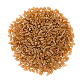Hard Red Winter Wheat Berries | Certified Glyphosate Residue Free | 25 LBS | Emergency Food Storage Bucket | Non-GMO | Grown on Our Family Farm | Bulk