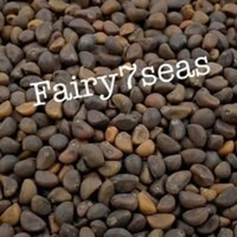 Fairy7Seas Thai Water Spinach SEEDS, Green Stem ChingQuat, KongXinCai,Ong -