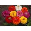 Zinnia Dahlia Flowered Mixture Nice Garden Flower by Seed Kingdom