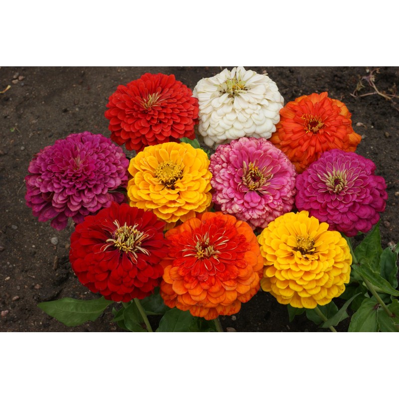Zinnia Dahlia Flowered Mixture Nice Garden Flower by Seed Kingdom