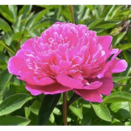 Pink Pompador Double Pink Peony Bulbs for Planting – Live Peony Plants for Spring 2024 | Vibrant Peonies Bulbs, Fernleaf Peony & Tree Peony | Beautiful Peony Flowers Plant