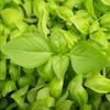 Outsidepride Lemon Basil - 5000 Seeds