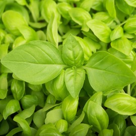 Outsidepride Lemon Basil - 5000 Seeds