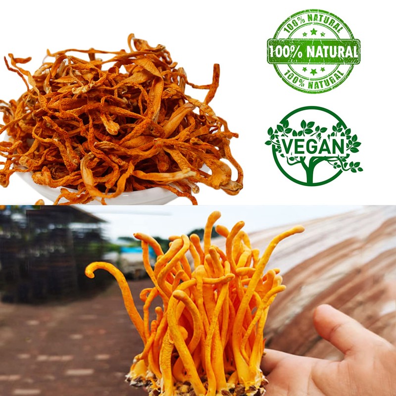DABC OAK LAND Cordyceps Flower Dry Pot Soup Ingredients Food