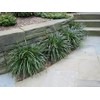 Classy Groundcovers, Lily Turf 'Big Blue', Lilyturf, Border Grass, Monkey