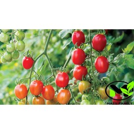Mai's Family TOMATO CHERRY - SUPERSWEET 100 Seeds  - BIO/ORGANIC - 25