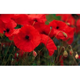 7000 Flanders Red Corn Poppy Seeds 1 Gram Non GMO Heirloom USA Harvested pollinator bee Butterfly American Legion Poppy. Ornamental Poppy