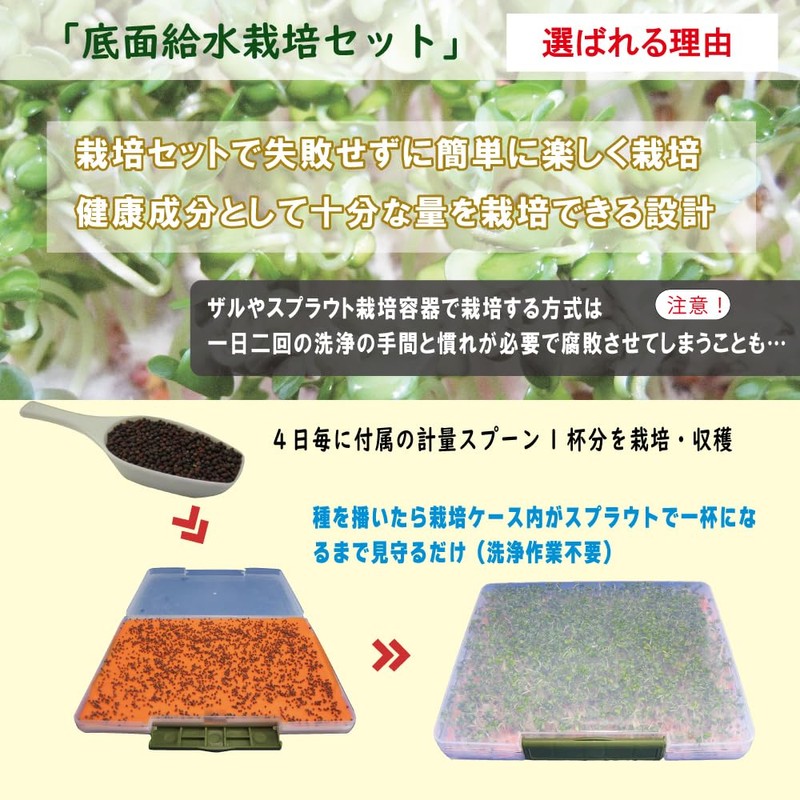 Broccoli Sprout Seeds 6.8 fl oz (200 ml) (with cultivation