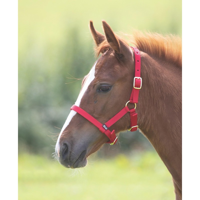 Shires Foal Nylon Headcollar Navy Blue