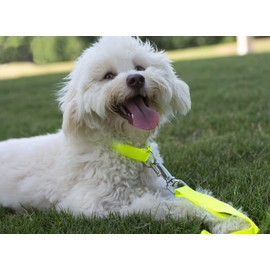 Country Brook Petz Premium Nylon Dog Collar and Leash Set for Small Medium Large Dogs - Vibrant 30+ Color Selection (Small, 3/4 Inch, Hot Yellow)