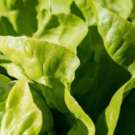 Lettuce Seeds - Butterhead - White Boston - 1 g Packet ~900 Seeds - Lactuca Sativa - Farm & Garden Vegetable Seeds - Non-GMO, Heirloom, Open Pollinated, Annual