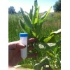 PhytoMedx Milkweed Cream - Sun-damaged skin care cream - Natural