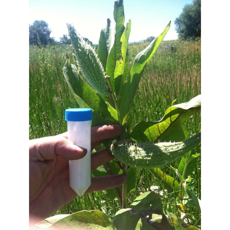 PhytoMedx Milkweed Cream - Sun-damaged skin care cream - Natural