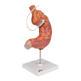 3B Scientific Human Anatomy - Stomach Band Model + Free Anatomy App - 3B Smart Anatomy