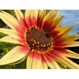 Little Seed Store 50+INDIAN BLANKET SUNFLOWER Seeds Native Wildflower Pollinators Cut Flowers Easy