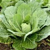 Collard Greens Seeds, Georgia Southern, Heirloom 100+ Seeds, Non GMO